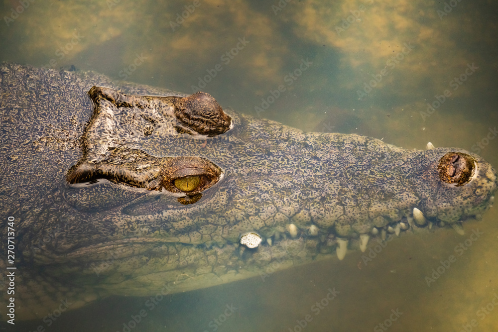 Obraz premium Crocodiles in the water taken close-up
