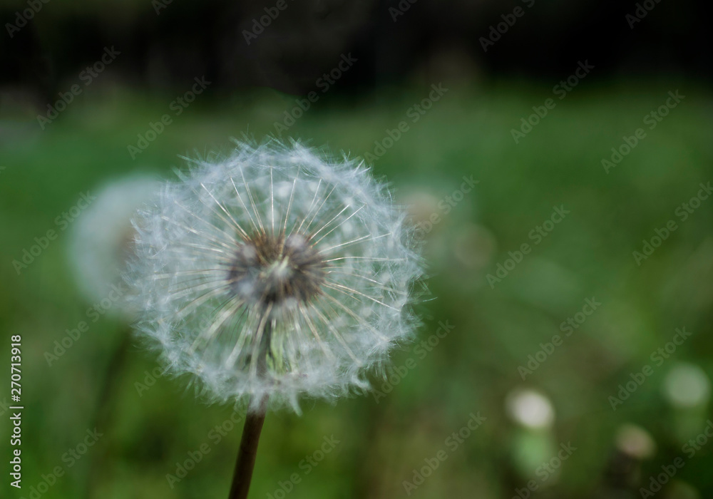 Dandelion on a green background of nature. The background is smeared with a special Dandelion on a green background of nature. The background is smeared with a special