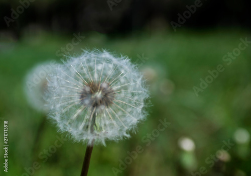 Dandelion on a green background of nature. The background is smeared with a special