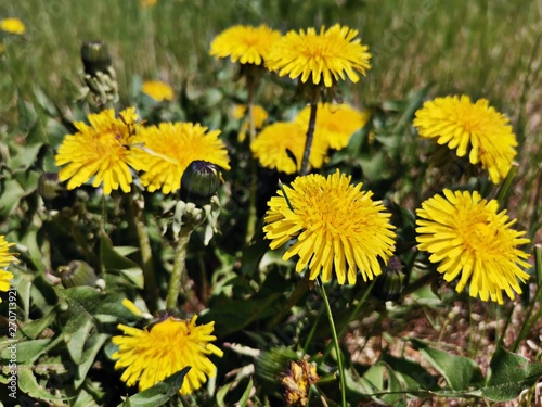 dandelions in a meadow