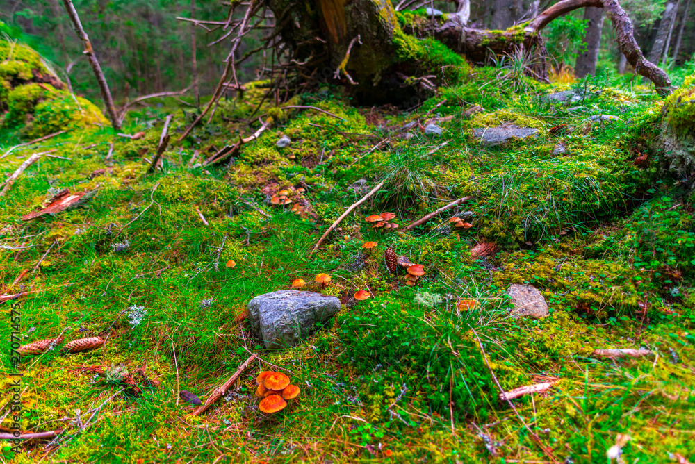 Fototapeta premium Inside of the wild forest