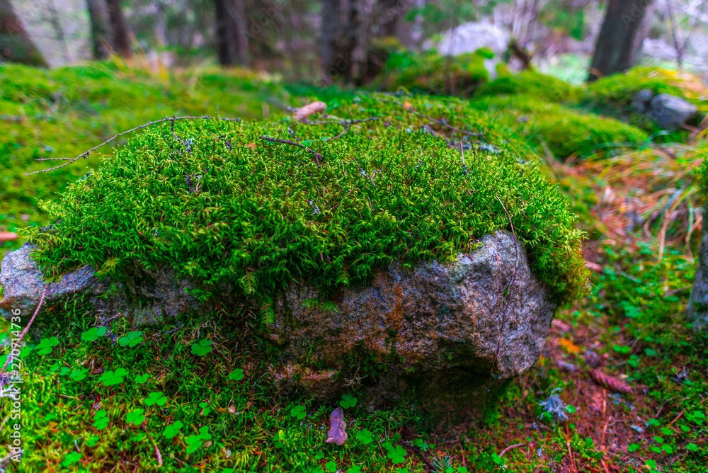 Inside of the wild forest