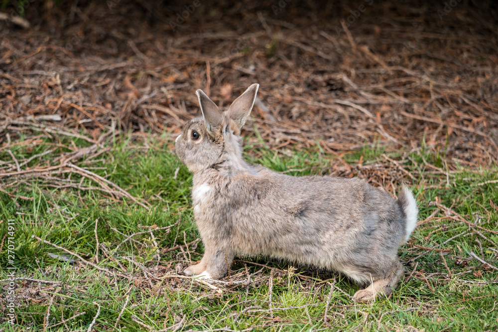 cute grey rabbit resting cautiously on green grass field under the shade cute grey rabbit resting cautiously on green grass field under the shade