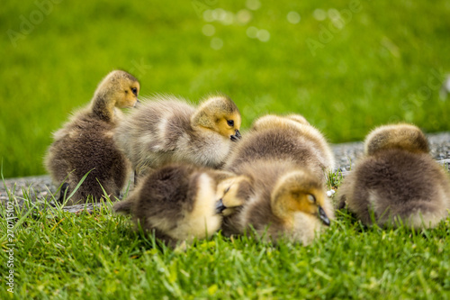 a flock of adorable goslings cuddling together on green grass field in the morning taking a rest © Yi