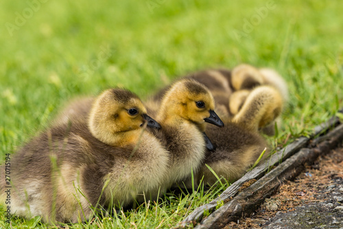 a flock of adorable goslings cuddling together on green grass field in the morning taking a rest
