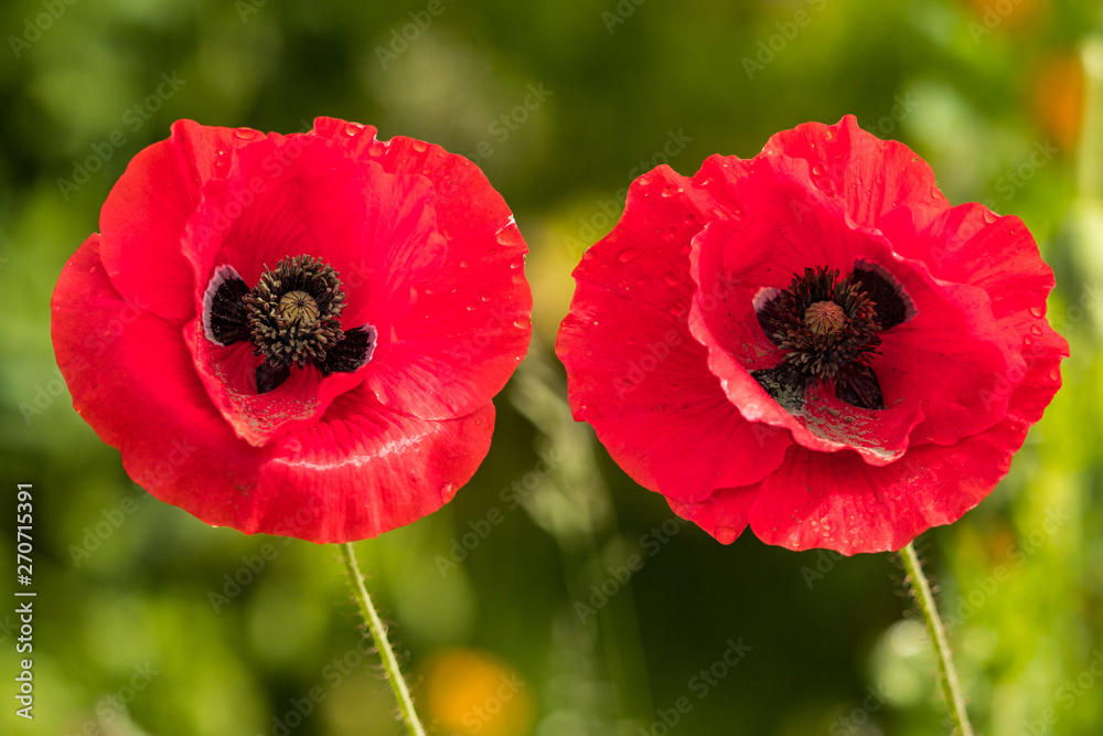 close up of two  beautiful red poppy flowers in the garden with blurry green background