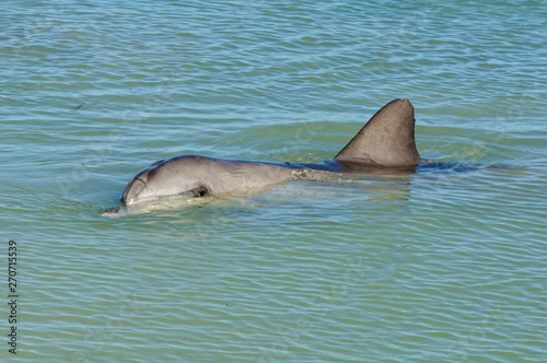 A curious dolphin in the shallow water of the beach - Monkey Mia  WA  Australia