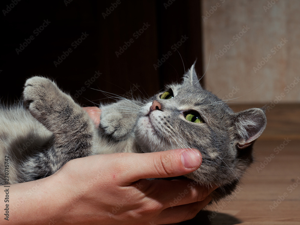 A beautiful gray cat with black and white stripes playing with a man on the floor. Close-up. The cat is tired of playing. Looking away from the camera.