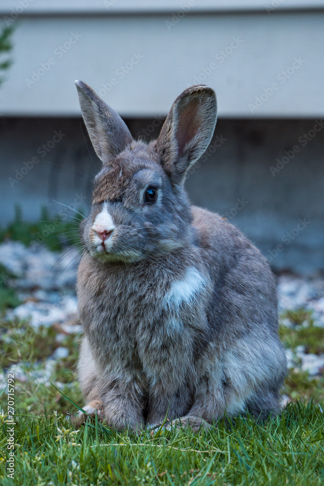 Fototapeta premium close up of an adorable grey rabbit with some white tint of hair sitting on green grass ground in front of a building wall