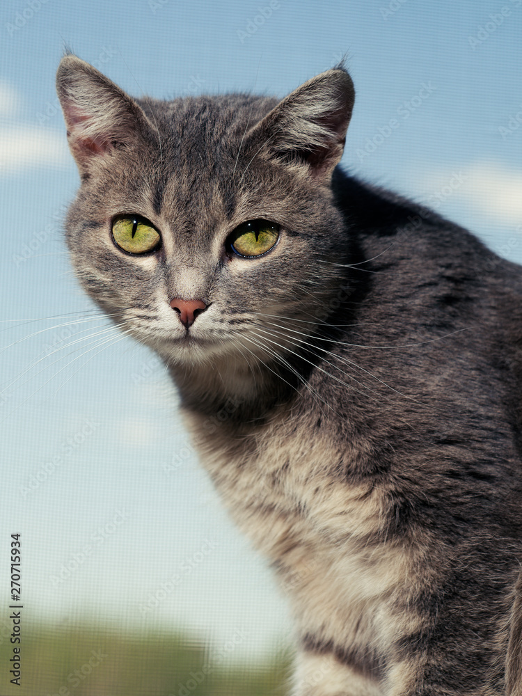 A beautiful gray green-eyed cat with black and white stripes sits on the windowsill and looks into the camera.