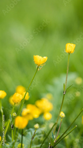 couple yellow Meadow buttercup flowers blooming in the park with blurry green background