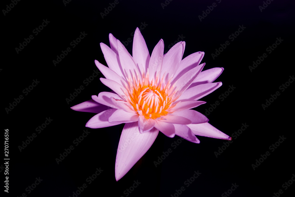 Obraz premium Pink waterlily flower on black background