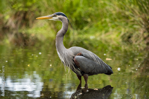 one great blue heron standing on the pond inside park searching for fish to catc Fototapet