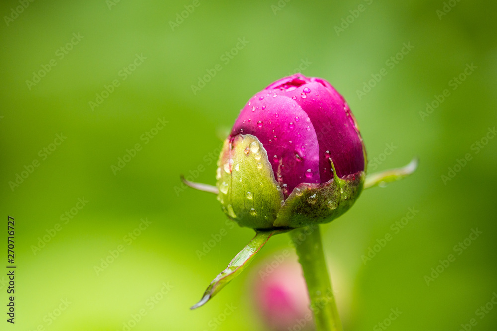 close up of one big pink flower bud covered with water drop in the garden with blurry green background close up of one big pink flower bud covered with water drop in the garden with blurry green background