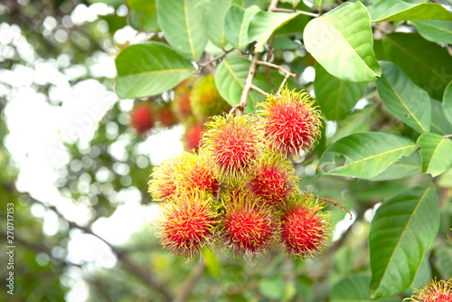 Close up fresh rambutans with green leaf on the tree in the garden