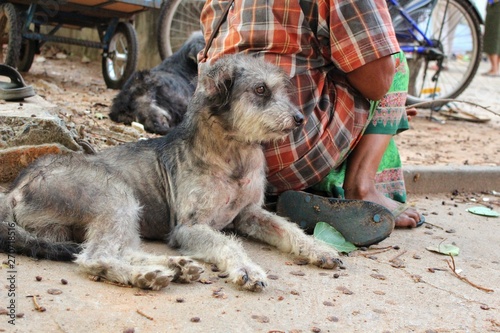 Gray dog ​​lying near a woman wearing a sarong