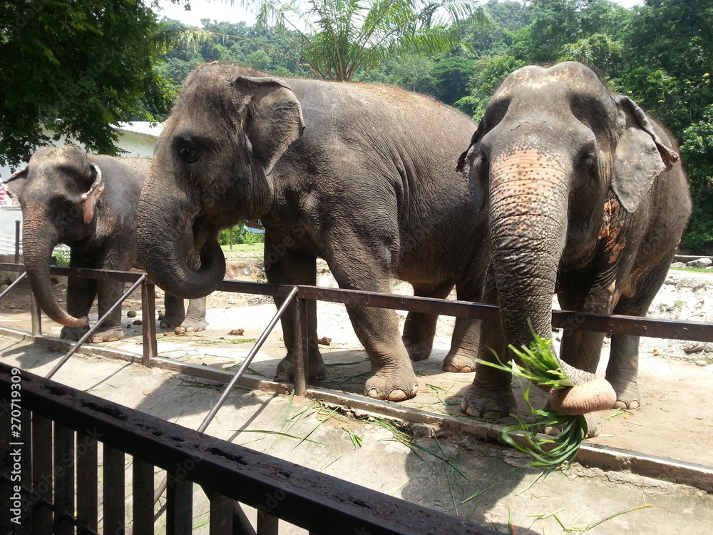 Fototapeta premium elephant in the zoo