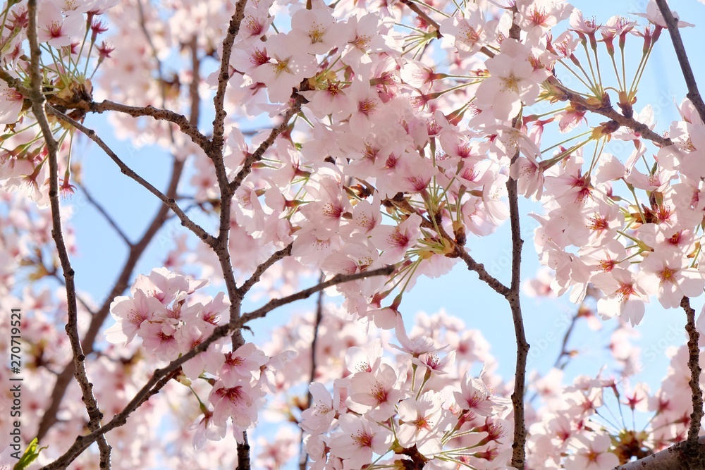 Cherry Blossoms during Spring in Seoul, Korea, Sakura season, selective focus