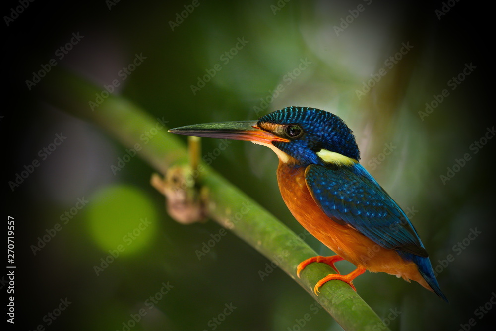 Blue-Eared Kingfisher