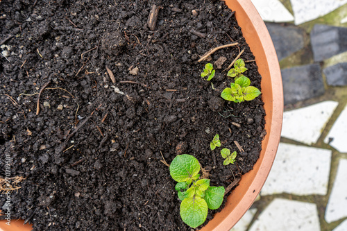 Early, young potato sprouts growing out of a container planter garden, on a patio. Leaves of potato flowers coming out of soil.
