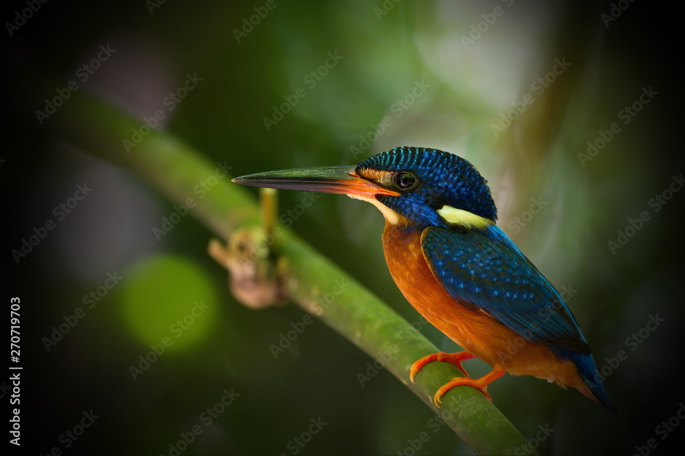 Blue-Eared Kingfisher Blue-Eared Kingfisher