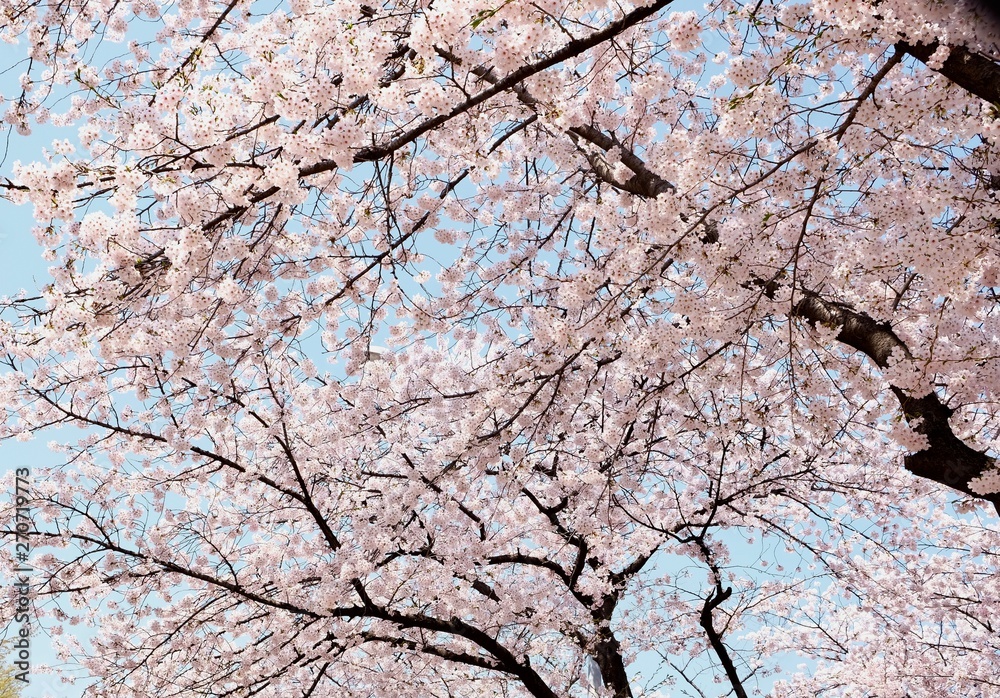 Cherry Blossoms during Spring in Seoul, Korea, Sakura season, selective focus Cherry Blossoms during Spring in Seoul, Korea, Sakura season, selective focus