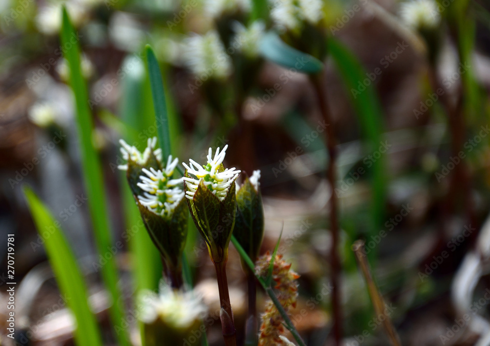 山野草のヒトリシズカの花が咲く Stock Photo Adobe Stock