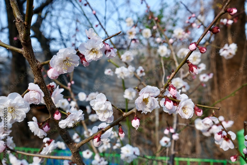 Cherry Blossoms during Spring in Seoul, Korea, Sakura season, selective focus Cherry Blossoms during Spring in Seoul, Korea, Sakura season, selective focus