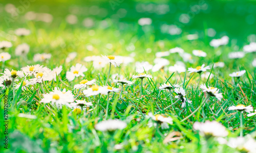 Fototapeta Naklejka Na Ścianę i Meble -  little daisy blooming on green fields backgrounds