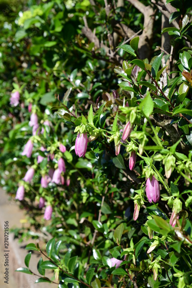 民家の垣根から顔を出したホタルブクロ ピンクの花 紫の花 家庭園芸 ガーデニングイメージ素材 Stock 写真 Adobe Stock 民家の垣根から顔を出したホタルブクロ ピンクの花 紫の花 家庭園芸 ガーデニングイメージ素材 Stock 写真 Adobe Stock