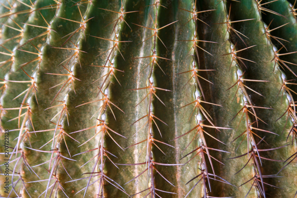 Cactus flowers on the lunch time. Selective focus on Thorns of cactus. Cactus flowers on the lunch time. Selective focus on Thorns of cactus.