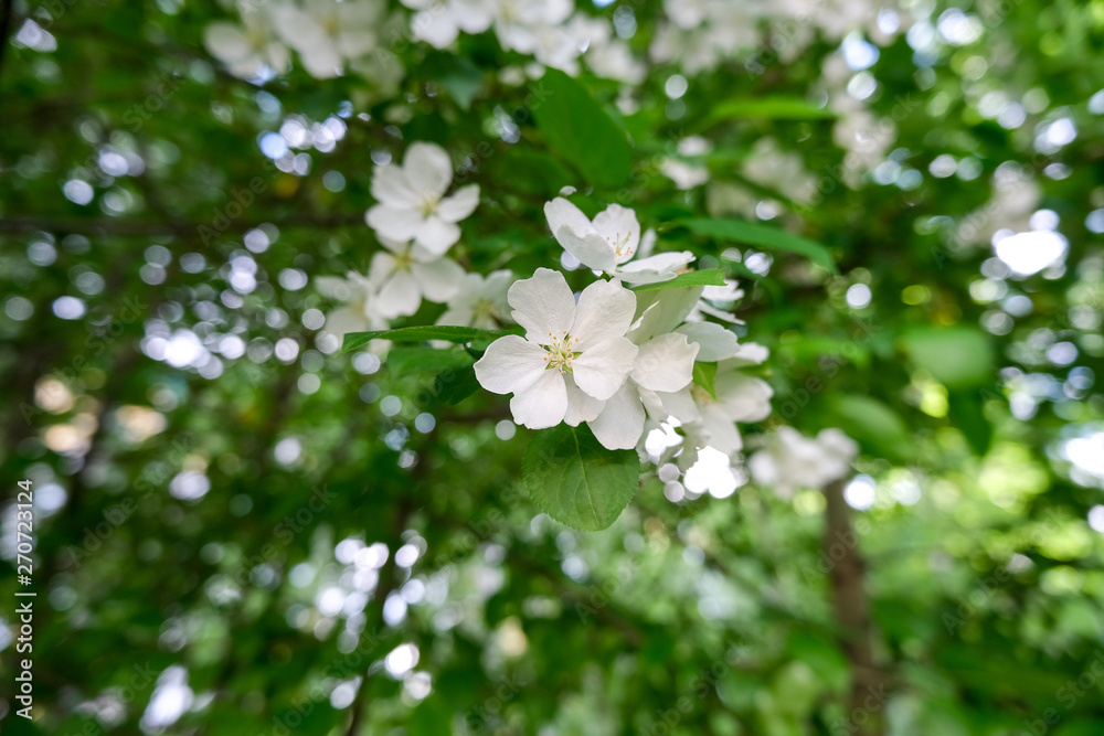 Twig blossoming apple tree close up. Spring season green background. Twig blossoming apple tree close up. Spring season green background.
