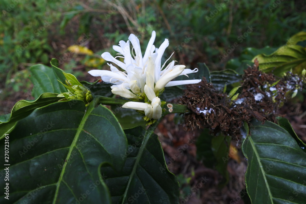 flower of Robusta coffee plants in the garden flower of Robusta coffee plants in the garden