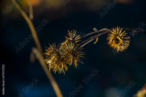 Flowers in the morning