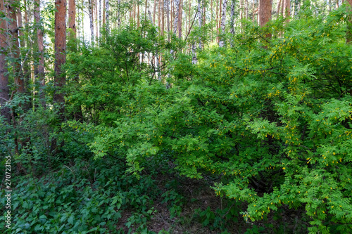 Green forest with trees. Natural background.