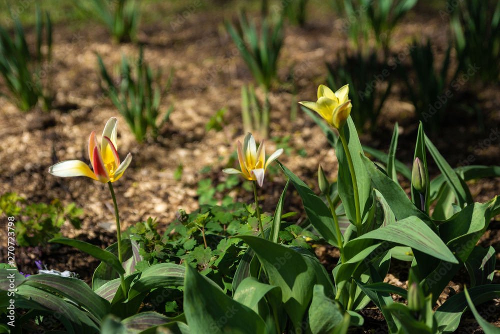 Obraz premium Spring flowers in the city Park, on a Sunny day