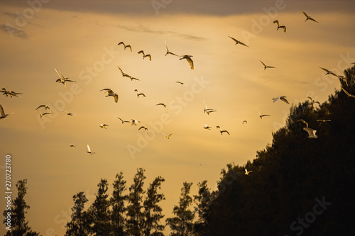birds in the sunset © Weerachit