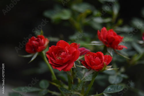Deep crimson rose flowers with dark background 