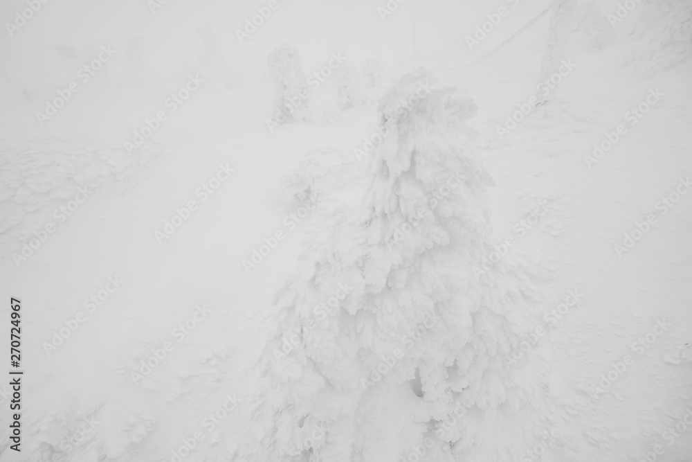 Snow Monsters area Mountain Zao, Japan .