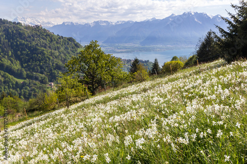 Swiss Alps with blooming wild narcissus flower (narcissus poeticus) in Montreux riviera with Geneva Lake at the background © Yü Lan