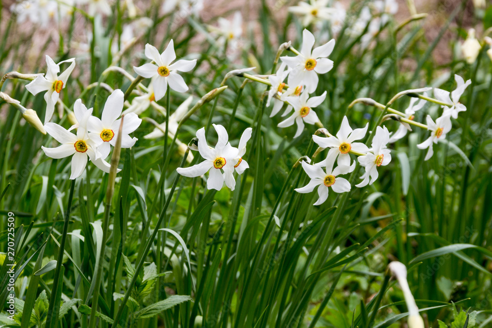 Wild narcissus flower (narcissus poeticus) on mountain area in Europe Wild narcissus flower (narcissus poeticus) on mountain area in Europe