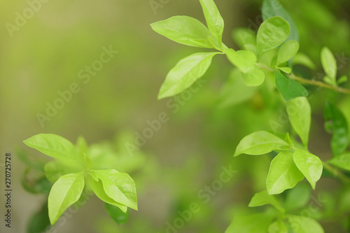 green leaf