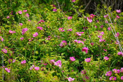 Fototapeta Naklejka Na Ścianę i Meble -  bushes of wild roses among green foliage