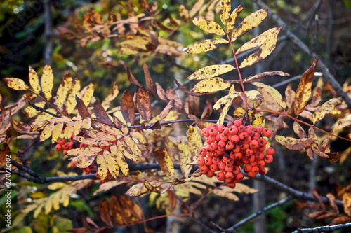 red rowan branch on the background of autumn yellow leaves