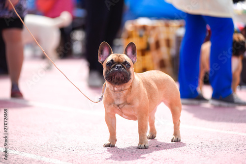Dog breed French bulldog on a leash.