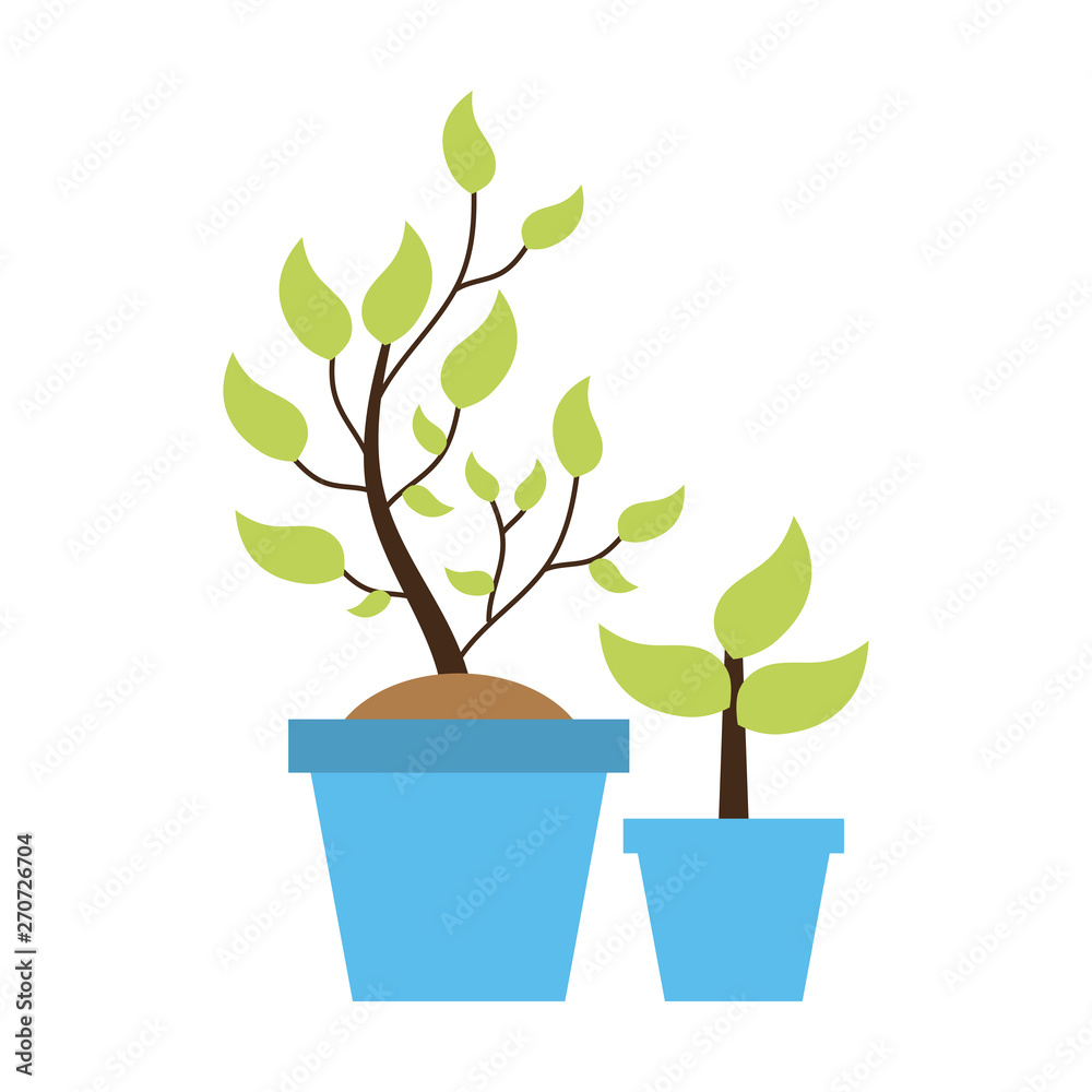 Fototapeta premium potted plant tree