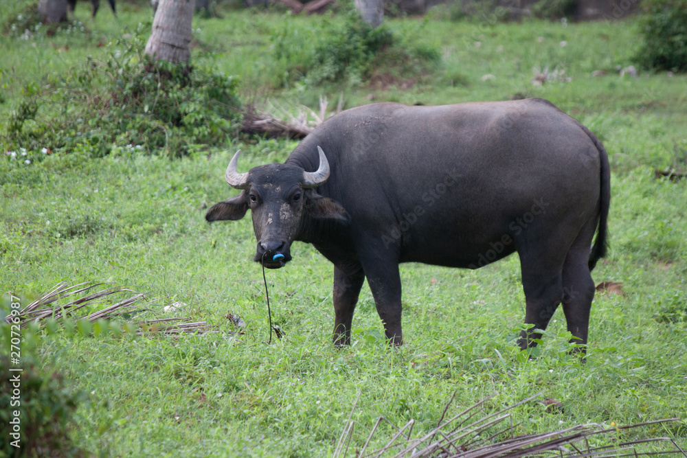 Obraz premium buffalo in the field