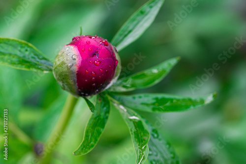 Red peony (Paeonia Officinalis) flower bud after rain close up shot, locals in Romania named it pentecostal rose, shallow depth of field, copy space.