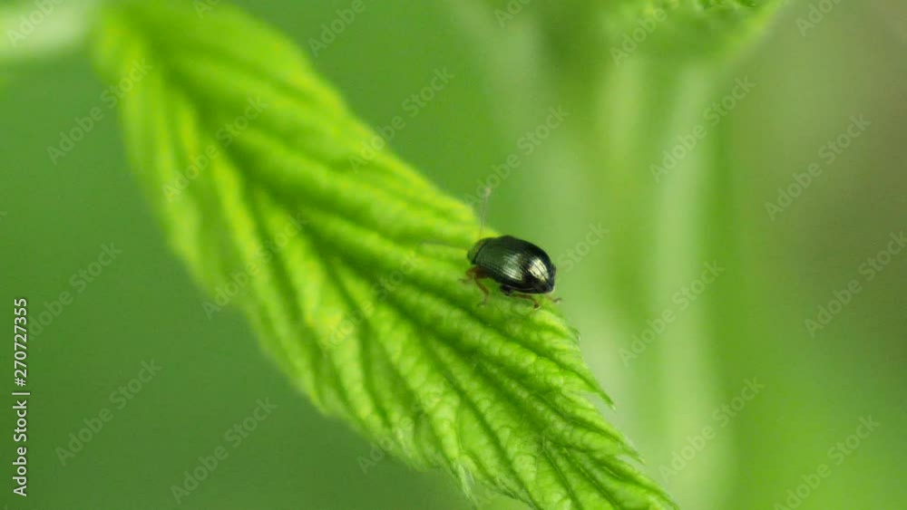 Close up of a green beetle with a red head crawling over a green leave in slow motion Close up of a green beetle with a red head crawling over a green leave in slow motion