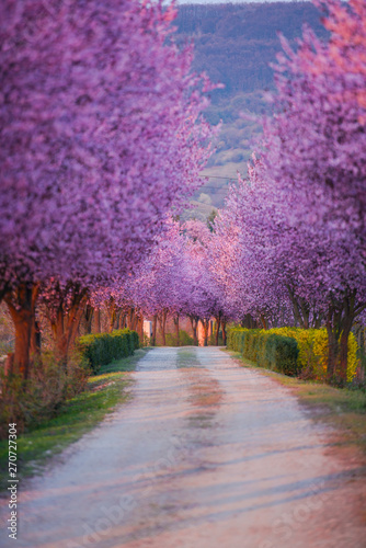 Amazing wild cherry flowers